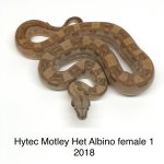 Hytec Motley het Albino female 1.jpg
