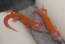 19P07 Hatchlings.jpg