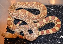 Lajitas red tail male - 1.jpg