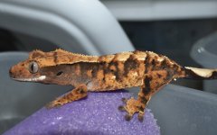 DSC_0427.jpg