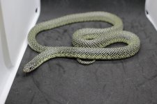 IMG_3717.jpg