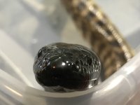 DF3A4C79-6C9D-4219-8032-67E367FC5AC5.jpg