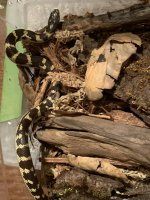 California Kingsnake 1a.jpg