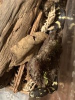 California Kingsnake 1.jpg