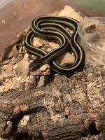 Garte Snake 1.jpg