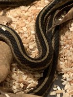 Garte Snake 2.jpg
