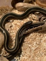 Garte Snake 2a.jpg