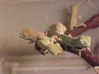 babies A.JPG