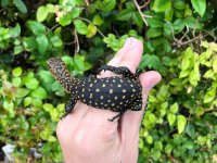 Quince Monitor Baby 05.jpg