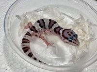 Macksnow Baby.jpg