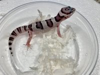 Macksnow Baby 01.jpg