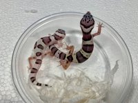 Macksnow Baby 02.jpg