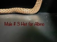 IMG_0083.jpg