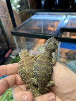 Red:Yellow Juv Nigerian Uromastyx.jpg