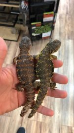 Red:Yellow Juv Nigerian Uromastyx 01.jpg