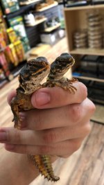 Red:Yellow Juv Nigerian Uromastyx 02.jpg