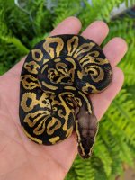 pastel leopard yellowbelly.jpg