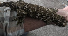 Booga arm cropped.jpg