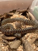 Brooks Kingsnake.jpg
