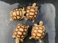 sulcata11-11-19.jpg