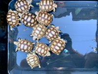 sulcata10-20-192.5.jpg