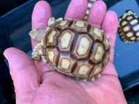 sulcata10-20-192.75b.jpg