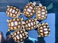 sulcata10-20-192.75a.jpg