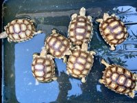 sulcata10-20-193a.jpg