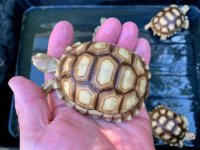 sulcata10-20-193b.jpg