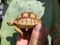 sulcata9-29-19b.jpg