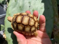 sulcata9-29-19a.jpg