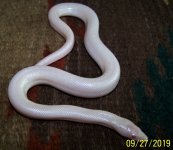 snow male 9-27-19.jpg