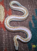 DH Normal female 9-27-19.jpg