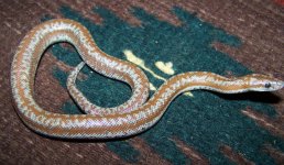 DH Normal female 2 9-27-19.jpg