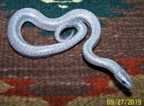anery male 9-27-19.jpg