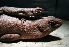 stokesii mom and pup.jpg