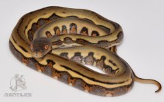 DSC_6426.jpg