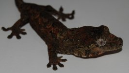 DSC_0017.jpg
