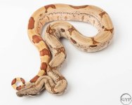 18 Hypo jungle2-3.jpg