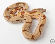 18 Hypo jungle2-4.jpg