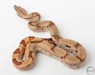 18 Hypo jungle2-2.jpg