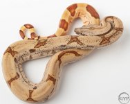 18 Hypo jungle2-1.jpg