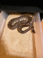2016 Female Spider.jpg