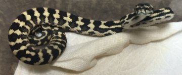 GBfemale4sale2.jpg