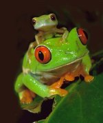 red eye froglet.jpg