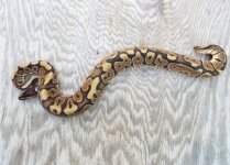 male fire hgw 50 percent dh ghost pied.jpg