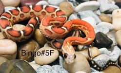 E85AB05C-5759-475C-BB7E-1BD442AD5A47.jpeg