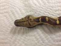 IMG_0760.jpg