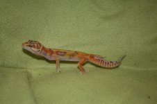 gecko 398.jpg
