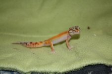 gecko 399.jpg